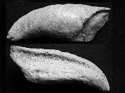 Cetorhinus maximus copulatieorgaan replica